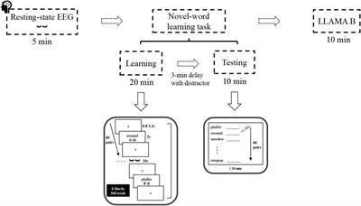 Resting-state occipito-frontal alpha connectome is linked to differential word learning ability in adult learners